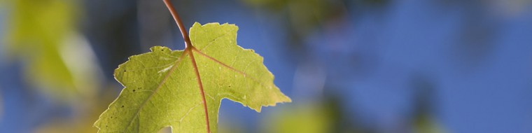 cropped-silver-maple-7585.jpg
