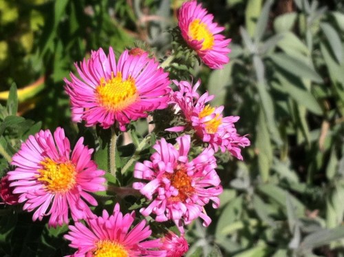 This is symbolic of how awesome my yard is.