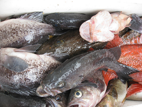 If fish were learning outcomes, Gollum would get an A+.