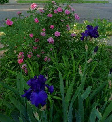 Roses and irises--all moved to the backyard.